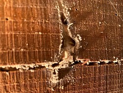 食害中の木材、中にシロアリが生息