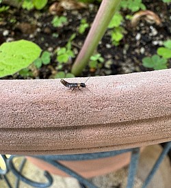 ヤマトシロアリ