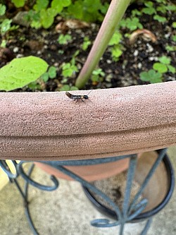 ヤマトシロアリ